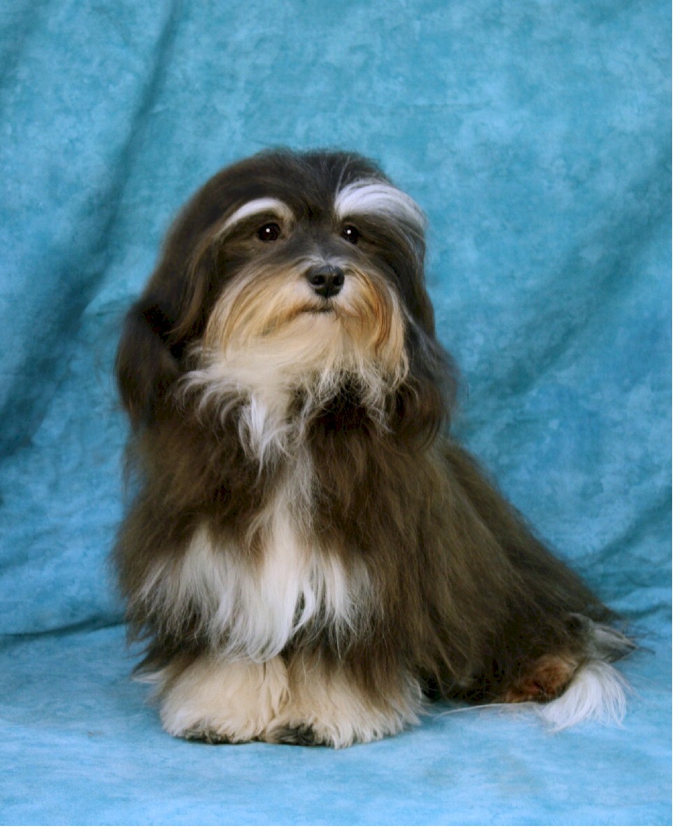 Havanese Puppies Ohio