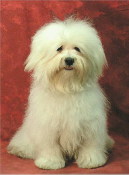 havanese breeders in ohio havanese and havanese puppies norton ohio havanese breeders in ohio havanese and havanese puppies norton ohio